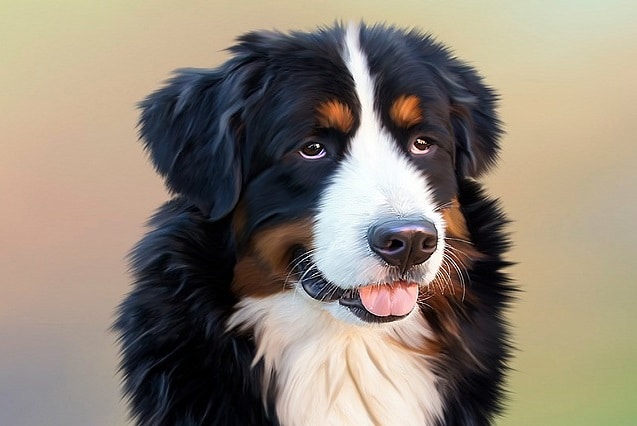 Bernese mountain dog, original website thick-coat image