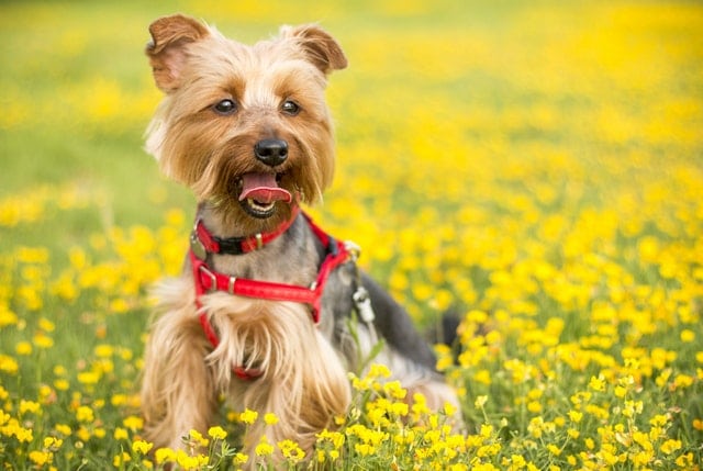 Small terrier among flowers, original website size-guide image